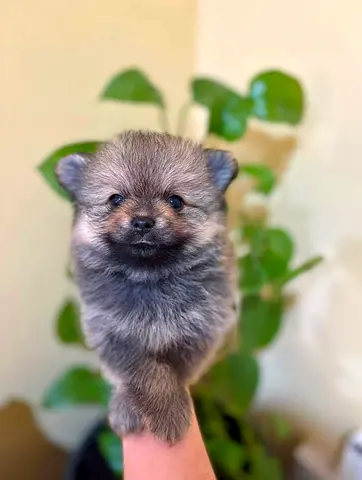 pet