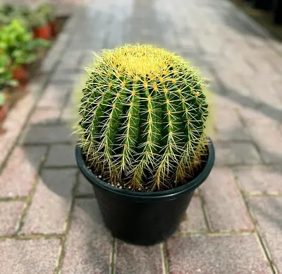 Golden Barrel Cactus (Echinocactus grusonii) potted - Healthy specimen