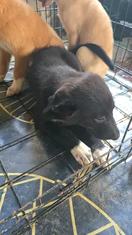 5 Beautiful Dogs for Free Adoption – Loving Homes Only