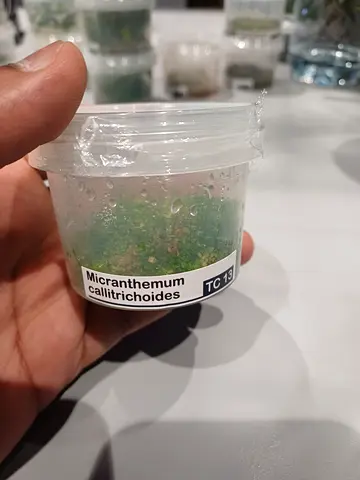 Micranthemum callitrichoides