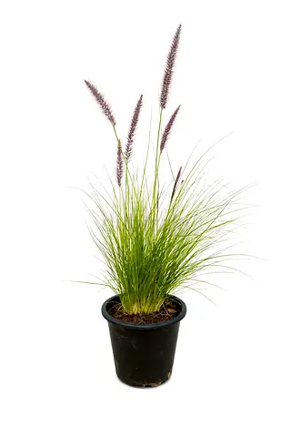 Potted Ornamental Fountain Grass (Purple Pampas-like) - Ready to Plant
