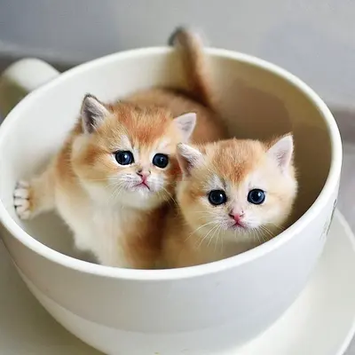 Munchkin kittens