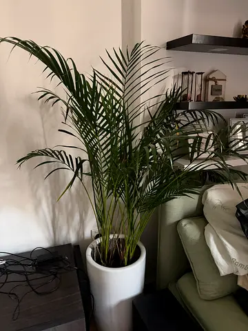 Tall Indoor Palm Plant in White Pot — Healthy Live Houseplant