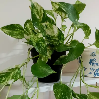 Money plant