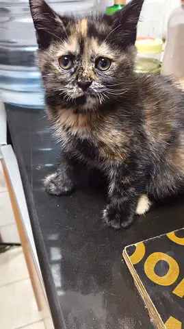 2 months old kitten Free adoption