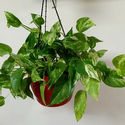 Money plant in a hanging pot