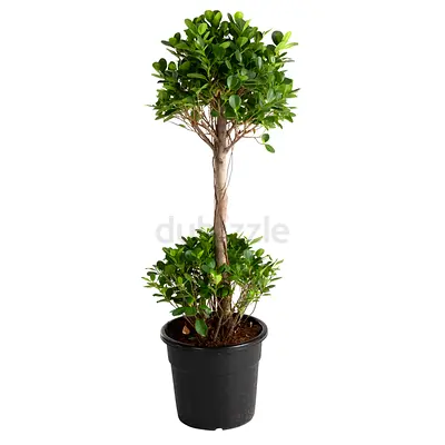 Potted decorative indoor topiary plant - 2-tier ficus style