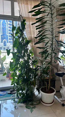 Large indoor potted climbing plant (Philodendron/Pothos) - healthy, tall