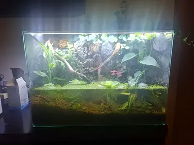paludarium for sale