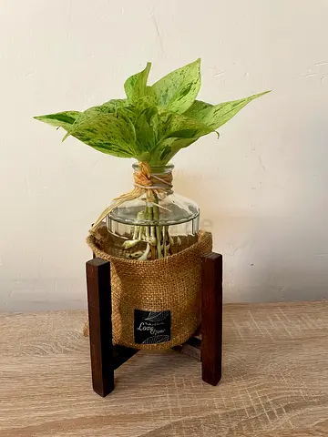Marble Queen Pothos