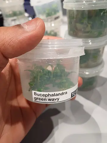 Bucephalandra wavy green