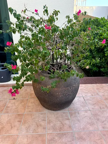 Pot