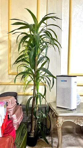 Tall indoor Dracaena plant (potted) - healthy, easy care