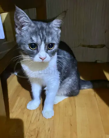 Friendly gray-and-white cat available for adoption — young adult 5 months old