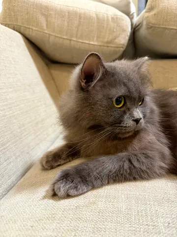 Cat for adoption