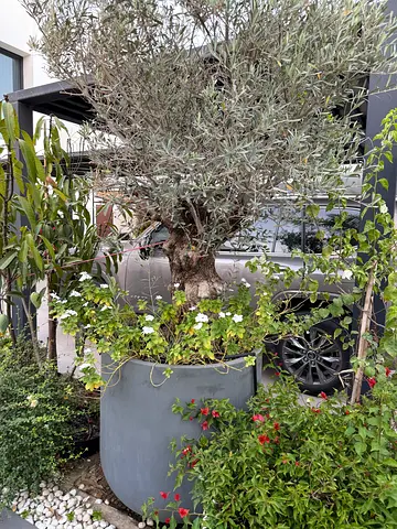 Large outdoor olive tree in grey planter