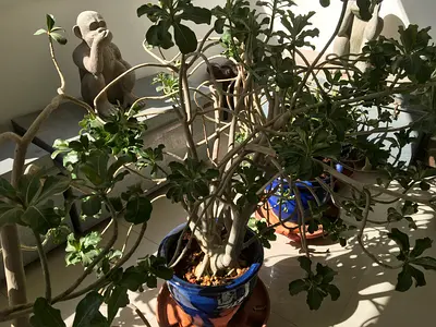 Désert rose plant