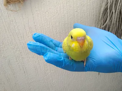 Young yellow budgie / parakeet available — hand-tamed and healthy
