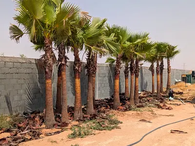 Healthy Mediterranean Fan Palm Trees - Mature Trunks, Ready to Plant (Row of 9)