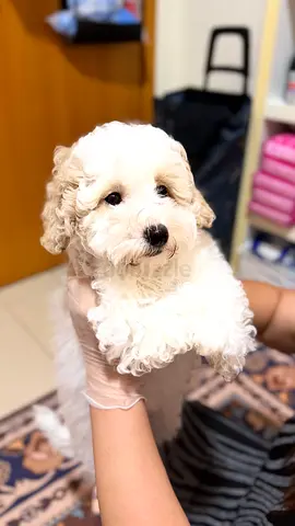 Small white fluffy puppy — ready for a loving home