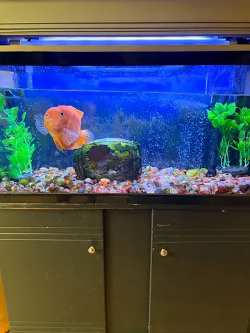 FISHTANK FOR SALE