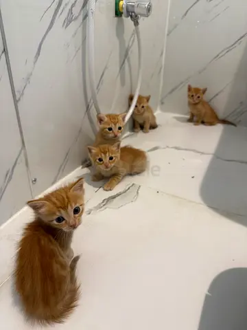 KITTENS FREE