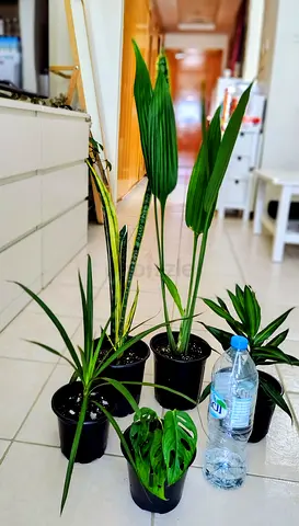 Take all 5 easy to take care indoor plants Final price , last price , best price 80 dhs only