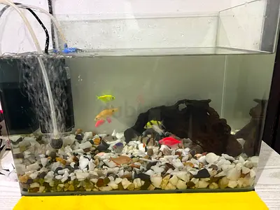 Small 10L Home Aquarium with Tropical Fish and Filter