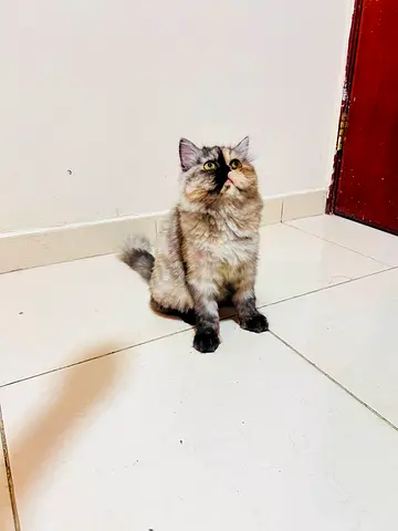 Fluffy kitten