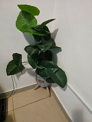 Large indoor potted Alocasia-style plant with modern stand