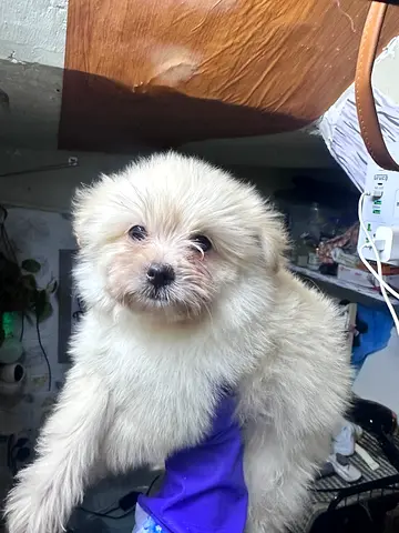 Small fluffy white puppy - friendly young dog available