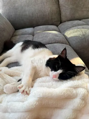 Free adoption for cats