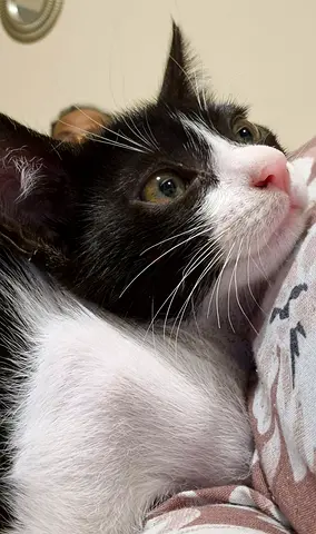 Kitten for adoption