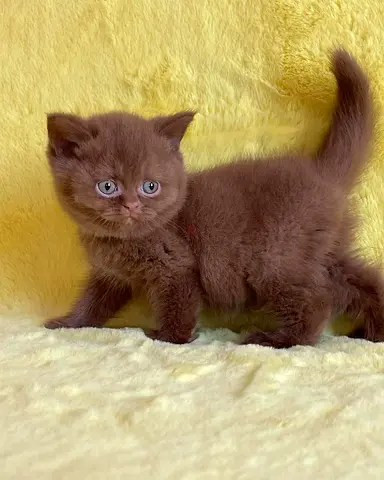 Pair of Healthy British Shorthair Kittens - 2 Cute Browns