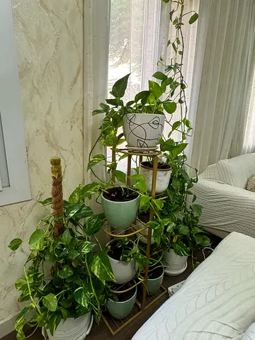 Plant Fully Grown 7 Small and 2 Big Pots ( Total 9 ) With Golden Stand