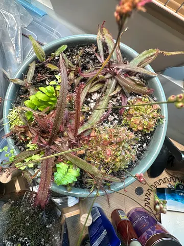 Mixed carnivorous plant pot