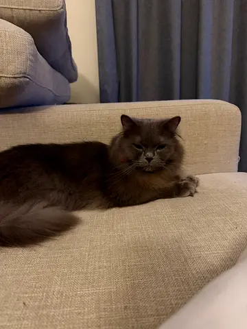 Friendly gray long-haired cat available for adoption
