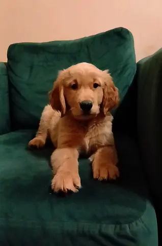 Golden retriever puppys