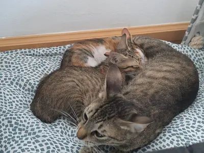 CATS FOR ADOPTION — Dubai, Marina