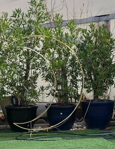 Plants for 350 dhs