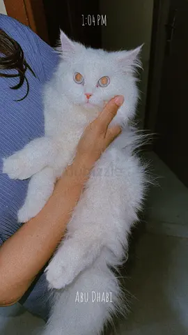 Persian male cat