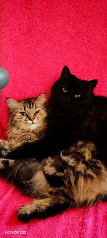 Two Friendly Long-haired Cats Looking for a New Home. Mix breed Persians vaccinated and spayed.