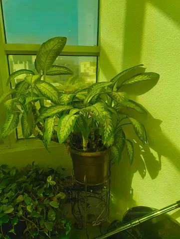 Dieffenbachia / Indoor Potted Plant on Metal Stand and I have more plants aswell