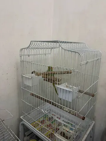 Talking Male Green neck