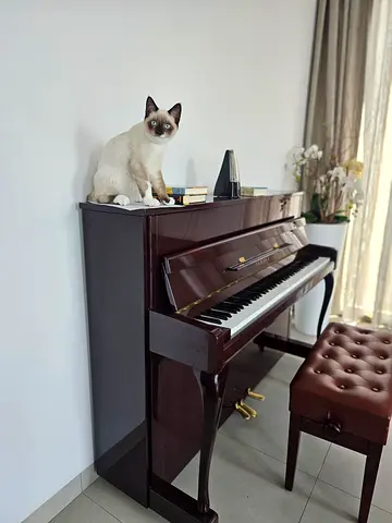 Siamese male kitten for family