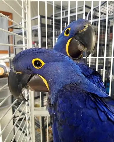 Haycinth macaw parrots