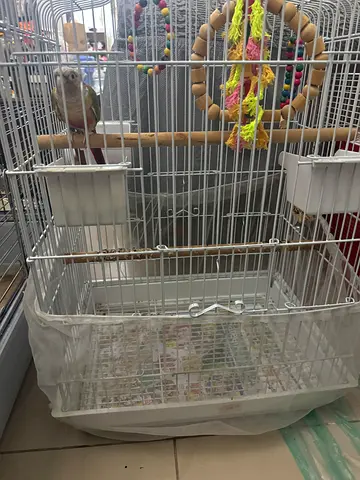 Very tamed and friendly conure