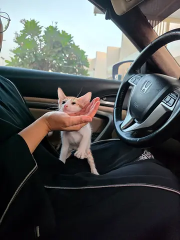 Cute small ginger female kitten looking for a loving home. Free adoption