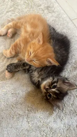 Long haired Kittens