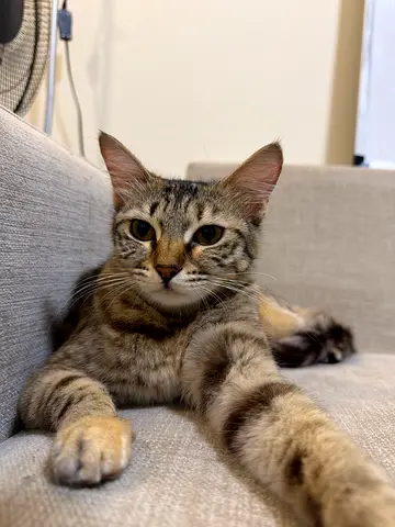 Bengal and siberian mix cat